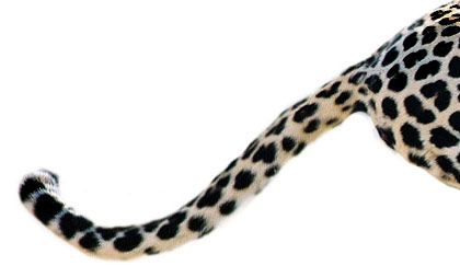 Leopardenschwanz-Muster